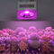 Plantengroei 50W±2W Multigolflengte 40*60mm AC 220V Groeilamp LED COB-licht